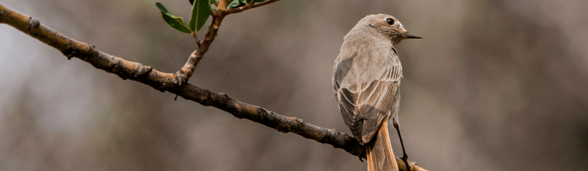 Paisaje mediterráneo. Adahuesca